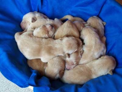 3 day old puppies